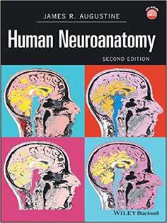 Human Neuroanatomy