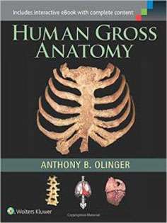 Human Gross Anatomy