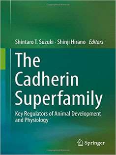 The Cadherin Superfamily: Key Regulators of Animal Development and Physiology